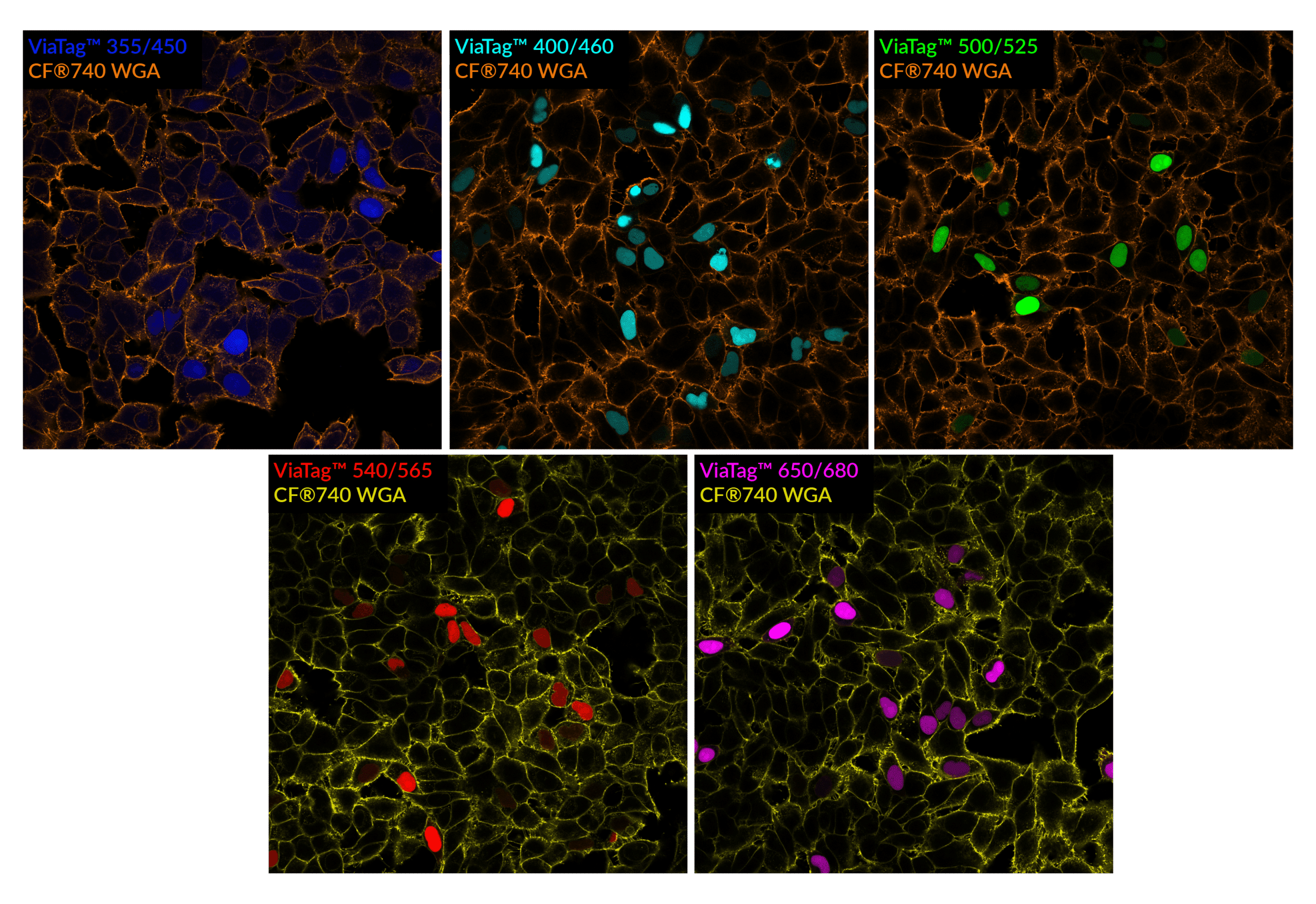 ViaTag™ Haloalkane Ligands - Image 3