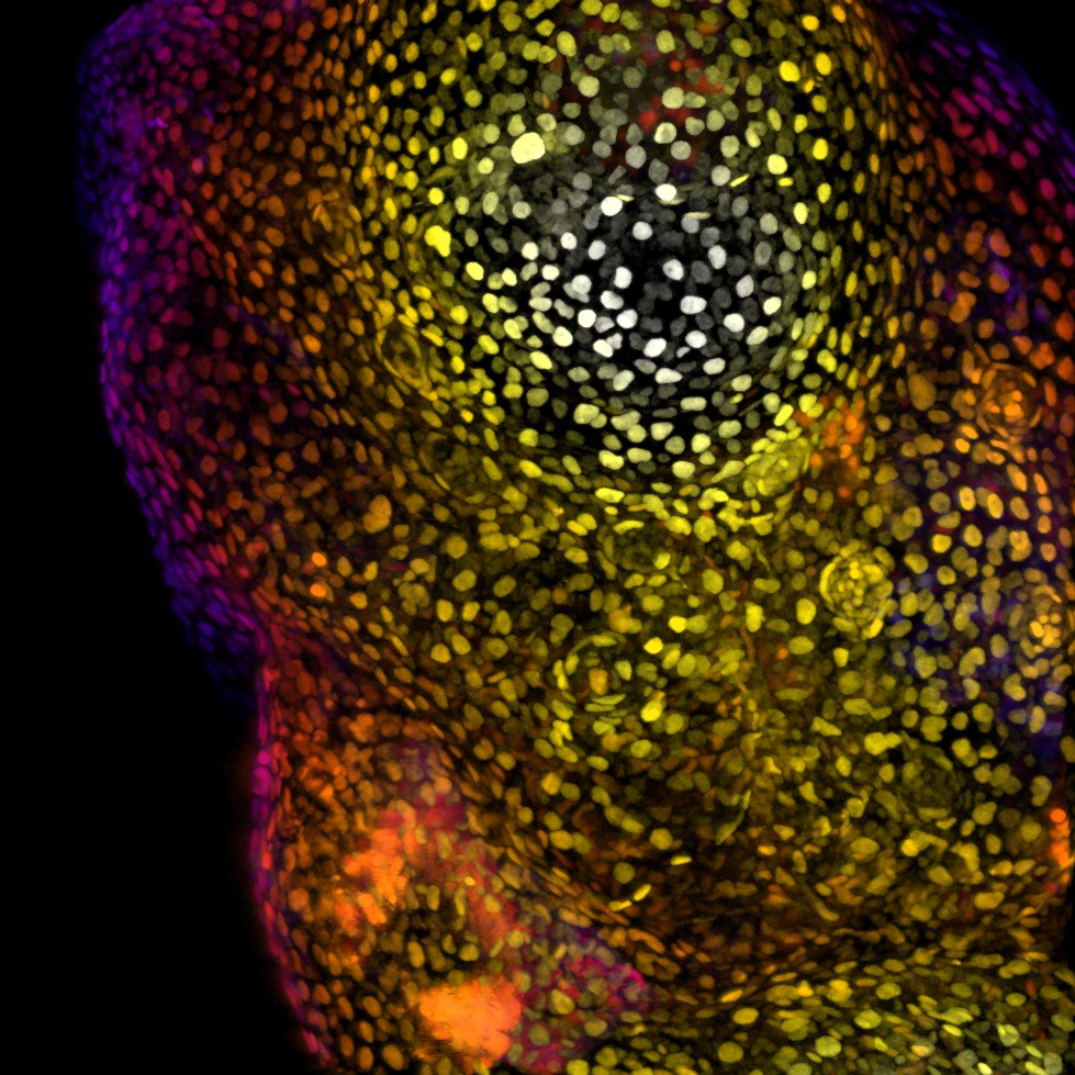 ViaTag™ Haloalkane Ligands - Image 4