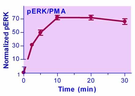 ERK Phosphorylation Assay Kit