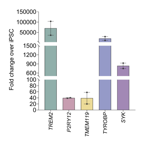 BrainXell Microglia demonstrate consistent cytokine responses across standardized 96-well assay workflows following defined LPS/IFNγ stimulation protocols