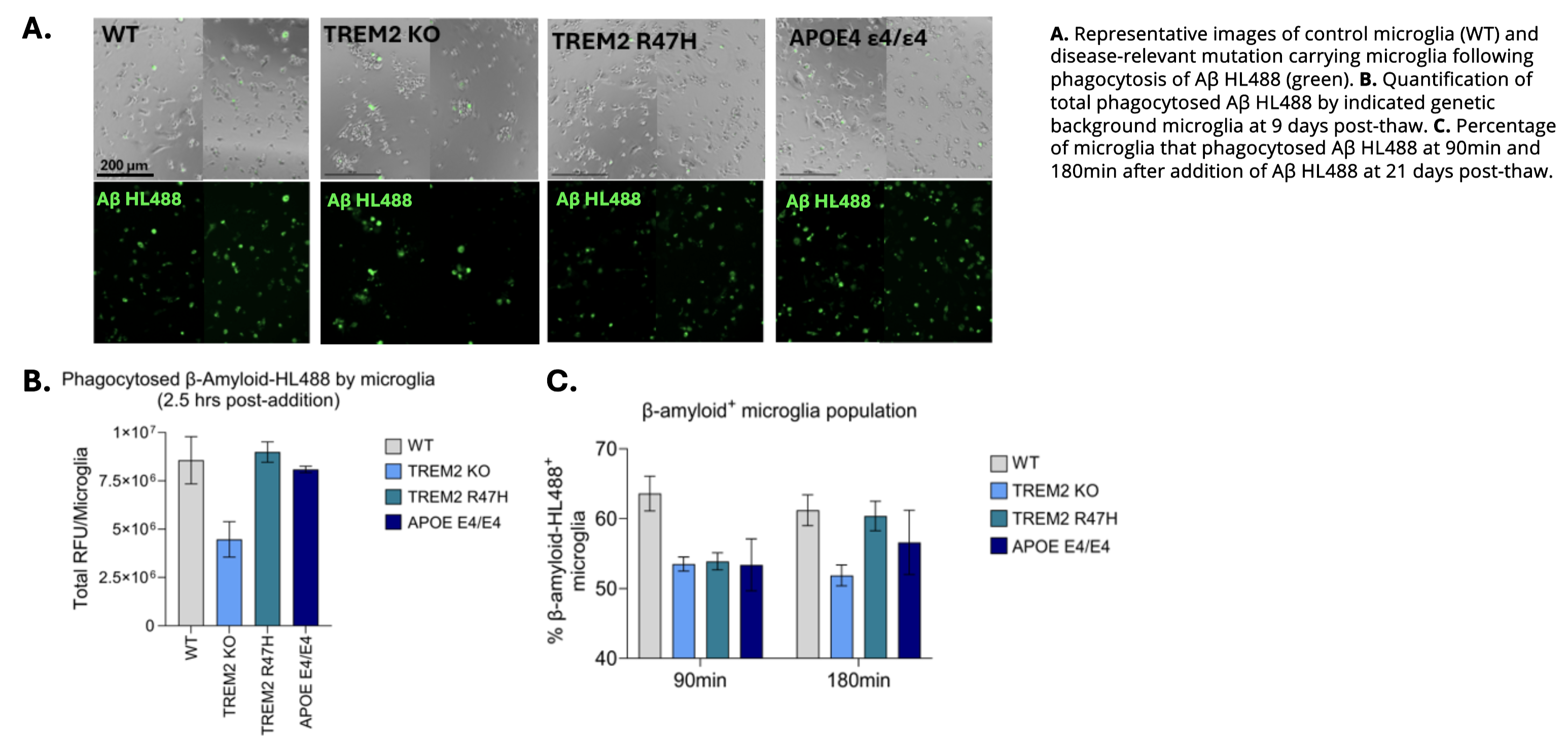 Pharmacological inhibition of NaV1.7 and NaV1.8 in BrainXell sensory neurons