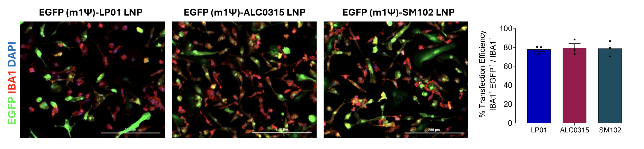 Pharmacological inhibition of NaV1.7 and NaV1.8 in BrainXell sensory neurons