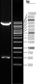 Double digestion of RC209204L3 using SgfI and MluI