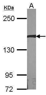 Sample (30 ug of whole cell lysate). A:NIH-3T3. 5% SDS PAGE. TA308083 diluted at 1:1000.