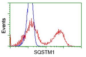 HEK293T cells transfected with either <a href = "https://www.origene.com/catalog/cdna-clones/expression-plasmids/rc203214-sqstm1-nm-003900-human-tagged-orf-clone" title="RC203214" class="">RC203214</a> overexpress plasmid (Red) or empty vector control plasmid (Blue) were immunostained by anti-SQSTM1 antibody (TA502127), and then analyzed by flow cytometry.