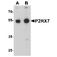 Western blot analysis of P2RX7 in 3T3 cell lysate with P2RX7 antibody at (A) 1 and (B) 2 ug/mL.