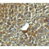 Immunohistochemistry of LAMP-2 in mouse liver tissue with LAMP-2 Antibody at 5ug/ml.