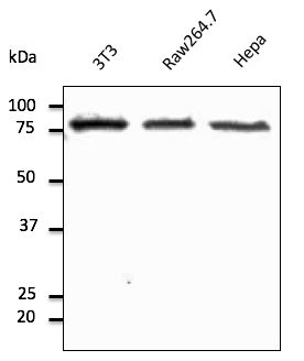 Anti-Calnexin - ER membrane marker Ab at 1/2, 500 dilution; lysates at 50 ug per lane; Rabbit polyclonal to goat IgG (HRP) at 1/10,000 dilution;