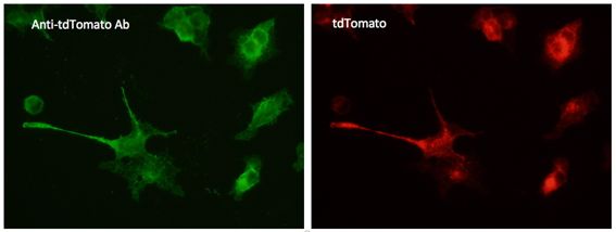 Immunofluorescence – anti-tdTomato Ab in 293HEK cells transfected with cDNA at 1/50 dilution; cells were fixed with 4% of PFA;