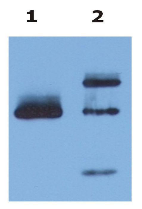Immunoprecipitation of HLA-G from HLA-G1 transfectants (LCL-HLA-G1) by anti-human HLA-G (MEM-G/9) and protein G. HLA-G was detected by anti-human HLA-G (4H84) and goat anti-mouse HRP in cell lysate (Lane 1) and in the immunoprecipitate (Lane 2).