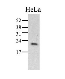 The HeLa (40ug) were resolved by SDS-PAGE, transferred to PVDF membrane and probed with anti-human PPIC antibody (1:1000). Proteins were visualized using a goat anti-mouse secondary antibody conjugated to HRP and an ECL detection system.