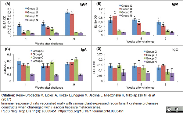 <strong>Published customer image:</strong> <br>Horseradish peroxidase conjugated Goat anti Rat IgG1 antibody (<strong>AP05378HR-N</strong>) used to evaluate post challenge antibody response in rats by ELISA.<br><strong>Image caption:</strong><br>Post-challenge serum antibody isotype responses of vaccinated and control rats to recombinant cysteine proteinase.<br>(A) IgG1. (B) IgM. (C) IgA. (D) IgE. Group G–Lyophilised lettuce expressing the mature CPFhW enzyme flanked by Gly-rich linkers; Group U–Lyophilised lettuce expressing the mature CPFhW protein fused with ubiquitin; Group C–Lyophilised control lettuce; Group N–None. At each timepoint, four rats from each group were euthanised and dissected. *Indicates significantly increased numbers of cells (p<0.05). Error bars indicate standard deviation.<br><br>From: Citation: Kesik-Brodacka M, Lipiec A, Kozak Ljunggren M, Jedlina L, Miedzinska K, Mikolajczak M, <em>et al</em>. (2017)<br>Immune response of rats vaccinated orally with various plant-expressed recombinant cysteine proteinase constructs when challenged with <em>Fasciola hepatica</em> metacercariae.<br><a href="https://www.ncbi.nlm.nih.gov/pubmed/28333957"target="_blank">PLoS Negl Trop Dis 11(3): e0005451</a>.