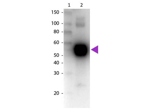 Western Blot of Biotin Conjugated Goat Anti-Rat IgA (Alpha chain) Secondary Antibody. Lane 1:  Molecular Weight Marker. Lane 2:  Mouse IgA Kappa. Load:  100 ng per lane. Primary antibody:  Rat IgA (Alpha chain) antibody biotin conjugated at 1:1,000 for 60 min at RT. Secondary antibody:  Peroxidase streptavidin secondary antibody at 1:40,000 for 30 min at RT. Blocking:  MB-070 for 30 min at RT. Predicted/Observed size:  55 kDa, 55 kDa for Rat IgA. Other band(s):  None.