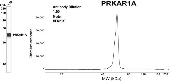 Simple Western™ analysis of endogenous protein PRKAR1A from HEK293T lysates (0.2 mg/mL) using PRKAR1A Mouse Monoclonal Antibody #TA500641. The virtual lane view (left) shows the target (as indicated) at 1:50 dilution of primary antibody. The corresponding electropherogram view (right) plots chemiluminescence by molecular weight along the capillary at a 1:50  dilution of primary antibody. This experiment was performed under reducing conditions on the Jess™ Simple Western instrument from ProteinSimple, a Bio-Techne brand, using the 12–230 kDa Separation Module.