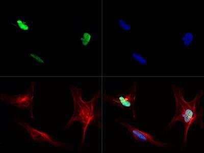 Immunocytochemistry/Immunofluorescence: SOX2 Antibody TA301462 - Staining of SOX2 in NTERA2 cells with Dylight 488 (Green). Alpha-tubulin and nuclei were counterstained with Dylight 550 (Red) and DAPI (Blue), respectively.