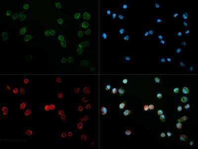 Immunocytochemistry/Immunofluorescence: CD31/PECAM-1 Antibody (MEC13.3) TA336675 - was tested in Wehi-3 cells with Dylight 488 (green). Nuclei and beta-tubulin were counterstained with DAPI (blue) and Dylight 550 (red).