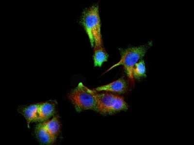 Immunocytochemistry/Immunofluorescence: PINK1 Antibody TA336796 - PINK1 antibody was tested in HepG2 cells with DyLight 488 (green). Nuclei and alpha-tubulin were counterstained with DAPI (blue) and DyLight 550 (red).