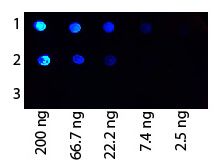 Dot Blot of Protein G Antibody Fluorescein Conjugated.   Antigen 1: Human IgG. Antigen 2: Rat IgG. Antigen 3: Dog IgG.   Load:  Starting dot is 200 ng followed by a 3-fold serial dilution. Primary antibody:  Protein G at 1:1000 for 60 min RT. Secondary antibody:  Fluorescein rabbit anti-Protein G at 1:1,000 for 30 min at RT. Block:  MB-070 for 30 min at RT.