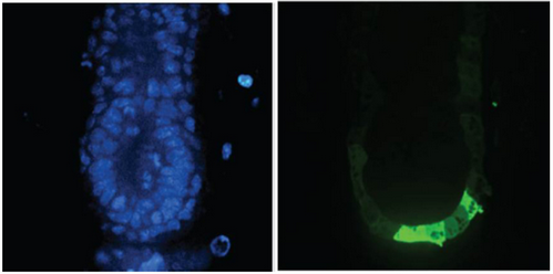 <b>Immunofluorescence Microscopy</b> of Anti-GFP (GOAT) Antibody: Tissue: E5.5 Hex-GFP transgenic mouse embryo. Primary antibody: Goat anti-GFP was used at 1/500 dilution. Secondary antibody: Fluorchrome conjugated Anti-goat IgG secondary antibody at 1/10,000 for 45 min at RT. Staining: GFP as green fluorescent signal with DAPI blue counterstain.