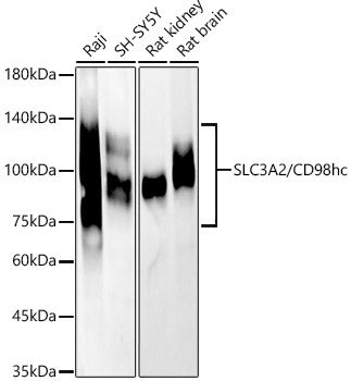 Western blot analysis of various lysates
