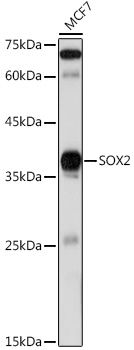 Western blot analysis of lysates from MCF7 cells