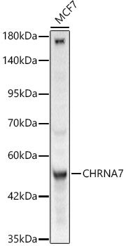 Western blot analysis of lysates from MCF7 cells using CHRNA7 Rabbit pAb (TA374776) at 1:2000 dilution.<br/>Secondary antibody: HRP-conjugated Goat anti-Rabbit IgG (H+L) at 1:10000 dilution.<br/>Lysates/proteins: 25 μg per lane.<br/>Blocking buffer: 3% nonfat dry milk in TBST.<br/>Detection: ECL Basic Kit .<br/>Exposure time: 120s.