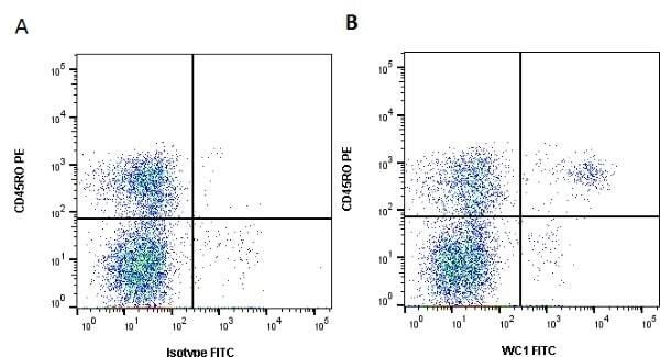 Figure A. RPE conjugated Mouse anti Bovine CD45RO antibody, clone IL-A116 (<strong><a href="https://www.bio-rad-antibodies.com/product/partnumber/MCA2434PE.html"target="_blank">MCA2434PE</a></strong>) and FITC conjugated Mouse IgG2a isotype control (<strong><a href="https://www.bio-rad-antibodies.com/product/partnumber/MCA929F.html"target="_blank">MCA929F</a></strong>).<br>Figure B. RPE conjugated Mouse anti Bovine CD45RO antibody, clone IL-A116 (<strong><a href="https://www.bio-rad-antibodies.com/product/partnumber/MCA2434PE.html"target="_blank">MCA2434PE</a></strong>) and FITC conjugated Mouse anti Bovine WC1 antibody, clone CC15 (<strong>AM05699FC-N</strong>). All experiments performed on red cell lysed bovine blood gated on lymphoid cells in the presence of 10% rat serum.<br>Data acquired on the <strong><a href="https://www.bio-rad.com/en-uk/product/ze5-cell-analyzer?ID=OC62Q015"target="_blank">ZE5 Cell analyser</a></strong>.