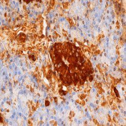 Staining of paraffin embedded human pancreas with Mouse anti Rat Insulin (<strong>BM508</strong>).
