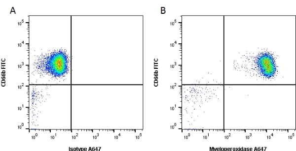 Figure A. FITC conjugated Mouse anti Human CD66b antibody, clone 80H3 and Alexa Fluor<sup>&reg;</sup> 647 conjugated Mouse IgG1 isotype control (<a href="https://www.bio-rad-antibodies.com/product/partnumber/MCA928A647.html">MCA928A647</a>). Figure B. FITC conjugated Mouse anti Human CD66b antibody, clone 80H3 and Alexa Fluor<sup>&reg;</sup> 647 conjugated Mouse anti Human myeloperoxidase antibody, clone 2C7 (<a href="https://www.bio-rad-antibodies.com/product/partnumber/SM1475PA647.html">SM1475PA647</a>). All experiments performed on Leucoperm (<a href="https://www.bio-rad-antibodies.com/product/partnumber/BUF09.html">BUF09</a>) fixed and permeabilised human peripheral blood gated on single cell granulocytes.<br>Data acquired on the <strong><a href=" https://www.bio-rad.com/en-us/product/ze5-cell-analyzer"target="_blank">ZE5 Cell Analyzer</a></strong>.