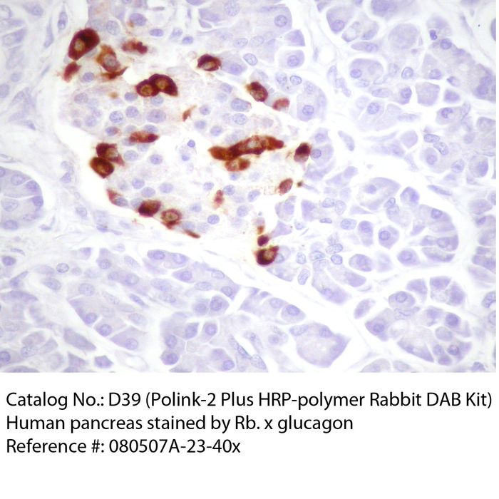 IHC staining of FFPE human pancreas tissue within normal limits using rabbit anti-glucagon polyclonal antibody and Polink-2 Plus HRP Rabbit for DAB detection kit D39-18. The brown stain indicates positive stain and blue is the counter stain. It is mounted using a permanent organic mounting medium E37-100.