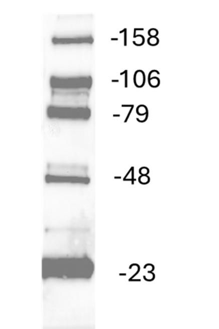 Western Blot Image: 2.5ul pre-mixed molecular weight marker (MWM1001) was loaded onto the precast gel. Western blot analysis was performed with anti-DDK antibody (Cat# <a href = "https://www.origene.com/catalog/antibodies/tag-antibodies/ta50011-100-clone-oti4c5-anti-ddk-flag-monoclonal-antibody" title="TA50011-100" class="">TA50011-100</a>) at 1:2,000 dilution.