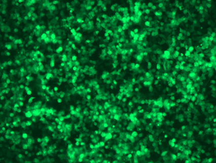 HEK293t cells were transfected with a GFP plasmid (SKU <a href = "https://www.origene.com/catalog/vectors/lentiviral-gene-expression-vectors/ps100093-plenti-c-mgfp-p2a-puro-lentiviral-gene-expression-vector" title="PS100093" class="">PS100093</a>) using 293Tran.  Fluorescence image was taken 48 hrs post transfection.