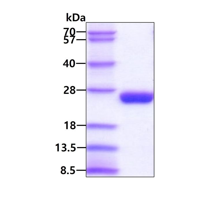 3ug by SDS-PAGE under reducing condition and visualized by coomassie blue stain.