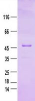 Purified recombinant protein FBN2 was analyzed by SDS-PAGE gel and Coomossie Blue Staining.