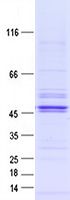 Coomassie blue staining of purified HLA-A protein (Cat# TP300661). The protein was produced from HEK293T cells transfected with HLA-A cDNA clone (Cat# <a href = "https://www.origene.com/catalog/cdna-clones/expression-plasmids/rc200661-hlaa-hla-a-nm-002116-human-tagged-orf-clone" title="RC200661" class="">RC200661</a>) using MegaTran 2.0 (Cat# <a href = "https://www.origene.com/catalog/others/transfection-reagents/tt210002-megatran-20-plasmid-dna-transfection-reagent-05-ml" title="TT210002" class="">TT210002</a>).