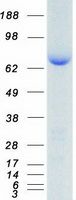 Coomassie blue staining of purified HSP90AB1 protein (Cat# TP301070). The protein was produced from HEK293T cells transfected with HSP90AB1 cDNA clone (Cat# <a href = "https://www.origene.com/catalog/cdna-clones/expression-plasmids/rc201070-hsp90ab1-nm-007355-human-tagged-orf-clone" title="RC201070" class="">RC201070</a>) using MegaTran 2.0 (Cat# <a href = "https://www.origene.com/catalog/others/transfection-reagents/tt210002-megatran-20-plasmid-dna-transfection-reagent-05-ml" title="TT210002" class="">TT210002</a>).