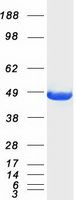 Coomassie blue staining of purified CKM protein (Cat# TP302721). The protein was produced from HEK293T cells transfected with CKM cDNA clone (Cat# <a href = "https://www.origene.com/catalog/cdna-clones/expression-plasmids/rc202721-creatine-kinase-m-type-ckm-nm-001824-human-tagged-orf-clone" title="RC202721" class="">RC202721</a>) using MegaTran 2.0 (Cat# <a href = "https://www.origene.com/catalog/others/transfection-reagents/tt210002-megatran-20-plasmid-dna-transfection-reagent-05-ml" title="TT210002" class="">TT210002</a>).