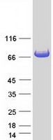 Coomassie blue staining of purified GYG2 protein (Cat# <a href = "https://www.origene.com/catalog/proteins/recombinant-proteins/tp302043-glycogenin-2-gyg2-nm-001079855-human-recombinant-protein" title="TP302043" class="">TP302043</a>). The protein was produced from HEK293T cells transfected with GYG2 cDNA clone (Cat# <a href = "https://www.origene.com/catalog/cdna-clones/expression-plasmids/rc202043-glycogenin-2-gyg2-nm-001079855-human-tagged-orf-clone" title="RC202043" class="">RC202043</a>) using MegaTran 2.0 (Cat# <a href = "https://www.origene.com/catalog/others/transfection-reagents/tt210002-megatran-20-plasmid-dna-transfection-reagent-05-ml" title="TT210002" class="">TT210002</a>).