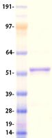 Coomassie blue staining of purified DHCR24 protein (Cat# TP303507). The protein was produced from HEK293T cells transfected with DHCR24 cDNA clone (Cat# <a href = "https://www.origene.com/catalog/cdna-clones/expression-plasmids/rc203507-seladin-1-dhcr24-nm-014762-human-tagged-orf-clone" title="RC203507" class="">RC203507</a>) using MegaTran 2.0 (Cat# <a href = "https://www.origene.com/catalog/others/transfection-reagents/tt210002-megatran-20-plasmid-dna-transfection-reagent-05-ml" title="TT210002" class="">TT210002</a>).