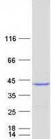 Coomassie blue staining of purified HLA-G protein (Cat# TP305216). The protein was produced from HEK293T cells transfected with HLA-G cDNA clone (Cat# <a href = "https://www.origene.com/catalog/cdna-clones/expression-plasmids/rc205216-hlag-hla-g-nm-002127-human-tagged-orf-clone" title="RC205216" class="">RC205216</a>) using MegaTran 2.0 (Cat# <a href = "https://www.origene.com/catalog/others/transfection-reagents/tt210002-megatran-20-plasmid-dna-transfection-reagent-05-ml" title="TT210002" class="">TT210002</a>).