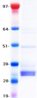 Coomassie blue staining of purified TIGIT protein (Cat# TP321447). The protein was produced from HEK293T cells transfected with TIGIT cDNA clone (Cat# <a href = "https://www.origene.com/catalog/cdna-clones/expression-plasmids/rc221447-tigit-nm-173799-human-tagged-orf-clone" title="RC221447" class="">RC221447</a>) using MegaTran 2.0 (Cat# <a href = "https://www.origene.com/catalog/others/transfection-reagents/tt210002-megatran-20-plasmid-dna-transfection-reagent-05-ml" title="TT210002" class="">TT210002</a>).