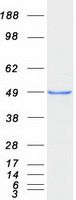 Coomassie blue staining of purified DCX protein (Cat# TP321891). The protein was produced from HEK293T cells transfected with DCX cDNA clone (Cat# <a href = "https://www.origene.com/catalog/cdna-clones/expression-plasmids/rc221891-doublecortin-dcx-nm-178152-human-tagged-orf-clone" title="RC221891" class="">RC221891</a>) using MegaTran 2.0 (Cat# <a href = "https://www.origene.com/catalog/others/transfection-reagents/tt210002-megatran-20-plasmid-dna-transfection-reagent-05-ml" title="TT210002" class="">TT210002</a>).