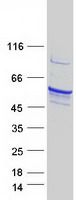 Coomassie blue staining of purified TPH1 protein (Cat# <a href = "https://www.origene.com/catalog/proteins/recombinant-proteins/tp321254-tryptophan-hydroxylase-tph1-nm-004179-human-recombinant-protein" title="TP321254" class="">TP321254</a>). The protein was produced from HEK293T cells transfected with TPH1 cDNA clone (Cat# <a href = "https://www.origene.com/catalog/cdna-clones/expression-plasmids/rc221254-tryptophan-hydroxylase-tph1-nm-004179-human-tagged-orf-clone" title="RC221254" class="">RC221254</a>) using MegaTran 2.0 (Cat# <a href = "https://www.origene.com/catalog/others/transfection-reagents/tt210002-megatran-20-plasmid-dna-transfection-reagent-05-ml" title="TT210002" class="">TT210002</a>).