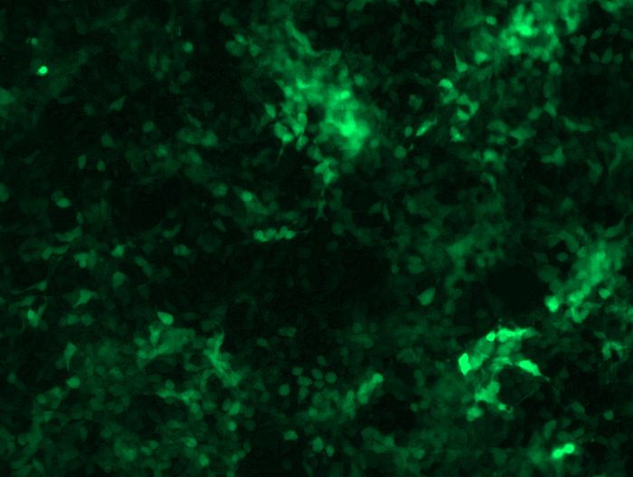 GFP signal was observed under microscope at 48 hours after transduction of TL313084A virus into HEK293 cells. TL313084A virus was prepared using lenti-shRNA TL313084A and <a href = "https://www.origene.com/catalog/others/lentiviral-packaging-kits/tr30037-lentiviral-packaging-kits" title="TR30037" class="">TR30037</a> packaging kit.