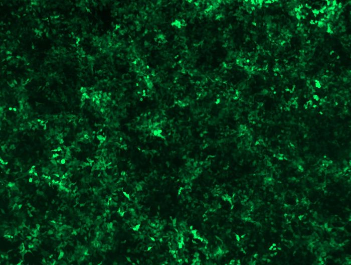 GFP signal was observed under microscope at 48 hours after transduction of TL311857A virus into HEK293 cells. TL311857A virus was prepared using lenti-shRNA TL311857A and <a href = "https://www.origene.com/catalog/others/lentiviral-packaging-kits/tr30037-lentiviral-packaging-kits" title="TR30037" class="">TR30037</a> packaging kit.