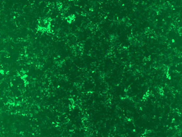GFP signal was observed under microscope at 48 hours after transduction of TL312530A virus into HEK293 cells. TL312530A virus was prepared using lenti-shRNA TL312530A and <a href = "https://www.origene.com/catalog/others/lentiviral-packaging-kits/tr30037-lentiviral-packaging-kits" title="TR30037" class="">TR30037</a> packaging kit.