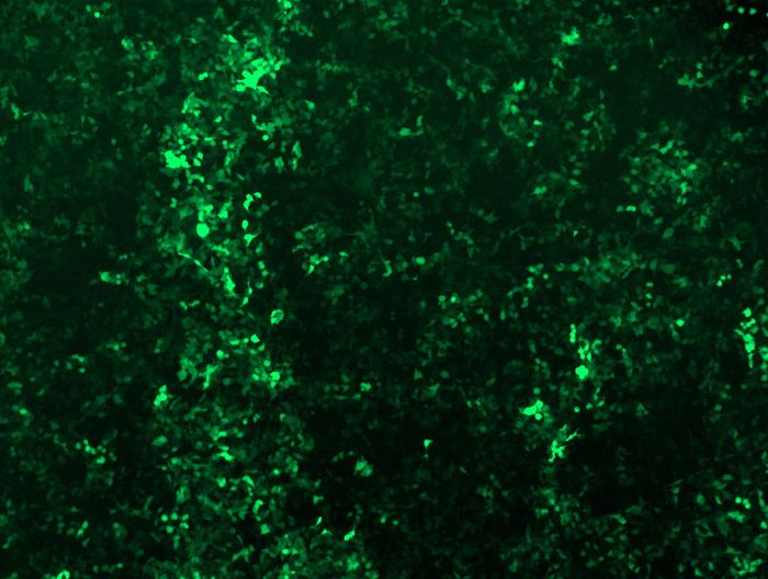 GFP signal was observed under microscope at 48 hours after transduction of TL313668C virus into HEK293 cells. TL313668C virus was prepared using lenti-shRNA TL313668C and <a href = "https://www.origene.com/catalog/others/lentiviral-packaging-kits/tr30037-lentiviral-packaging-kits" title="TR30037" class="">TR30037</a> packaging kit.