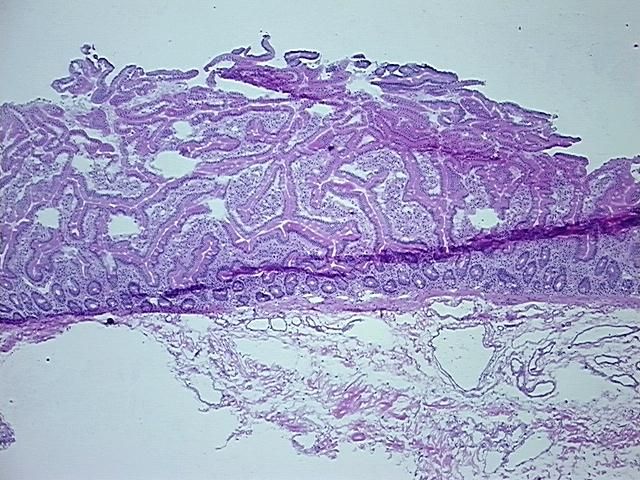 4x Image