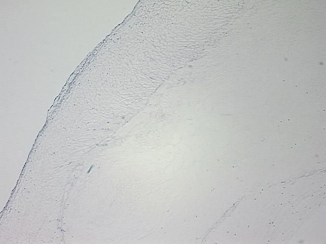 4x Image
