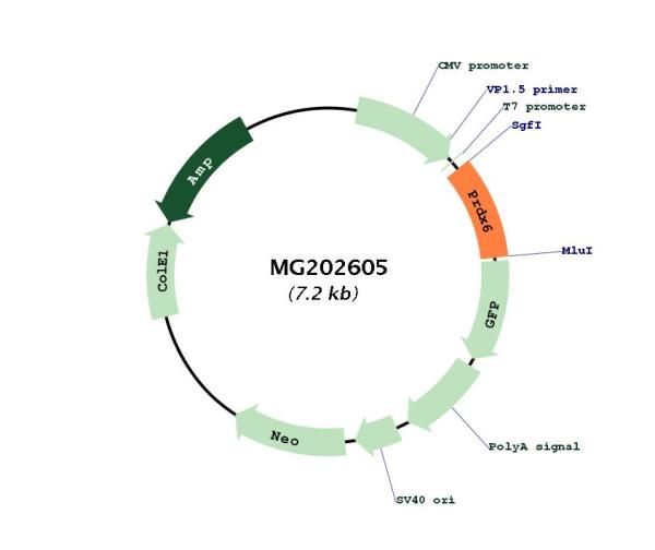 Circular map for MG202605